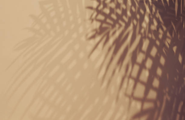 istock Shadow of palm tree leaves on beige wall 1284788661