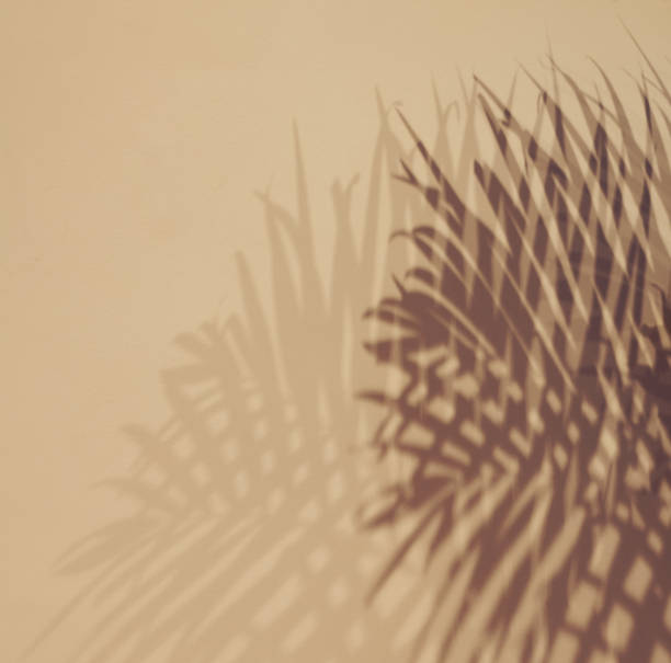 istock Shadow of palm tree leaves on beige wall 1284788662