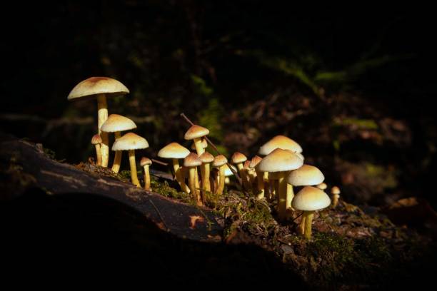 istock Mushroom in a wet forest 1284789477