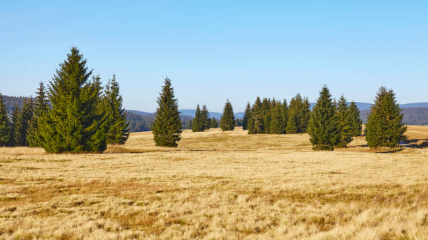 istock Peatland of the Izera River Valley, Poland. 1284789660