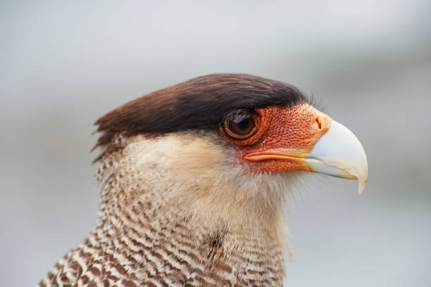 caracara bird of prey in patagonia chile