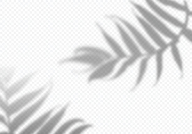 葉のベクトル透明シャドウ。コラージュのための装飾的なデザイン要素。モックアップ用のクリエイティブ オーバーレイ効果 - fern textured nature tree点のイラスト素材／クリップアート素材／マンガ素材／アイコン素材