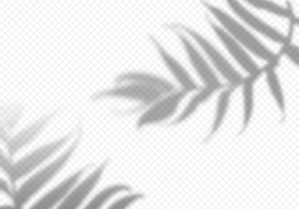 Vector Transparent Shadows of Leaves. Decorative Design Elements for Collages. Creative Overlay Effect for Mockups Vector Transparent Shadows of Leaves. Decorative Design Elements for Collages. Creative Overlay Effect for Mockups. branch plant part stock illustrations