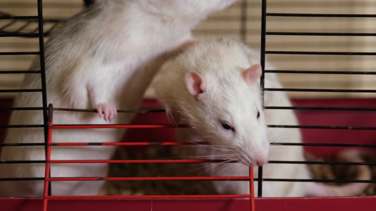 1,128 Rat Eating Stock Videos and Royalty-Free Footage - iStock | Rat eating pizza, Rat eating fruit, Rat eating cheese 1,128 Rat Eating Stock Videos and Royalty-Free Footage - iStock | Rat eating pizza, Rat eating fruit, Rat eating cheese