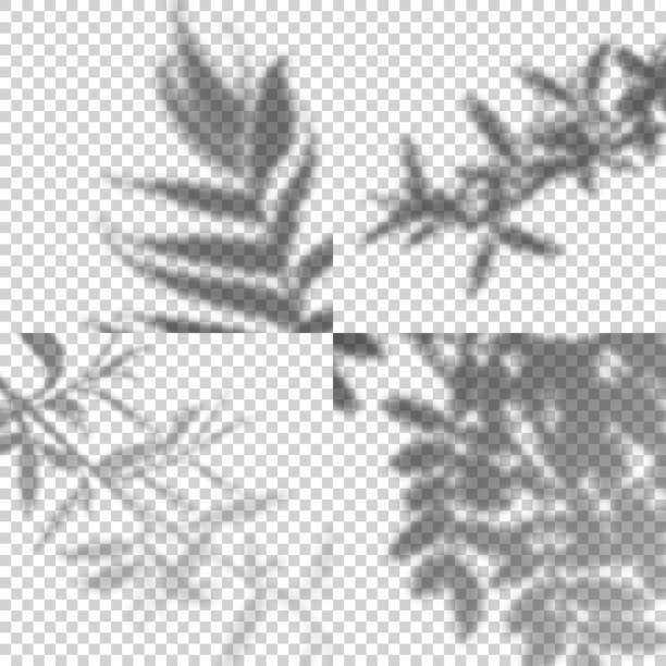 나뭇잎과 분기의 투명한 그림자의 벡터 집합입니다. 콜라주를 위한 장식 디자인 요소. 모형을 위한 크리에이티브 오버레이 효과 - 2113 stock illustrations