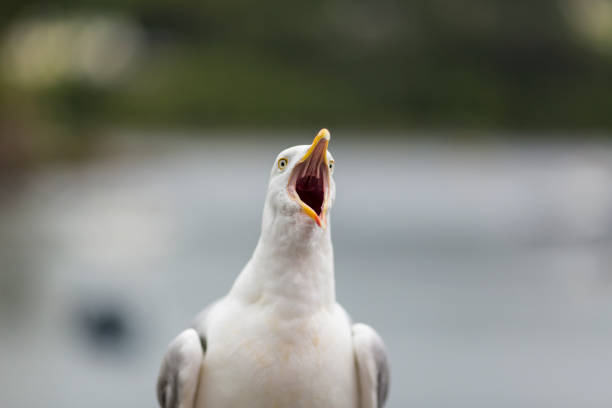 istock 500px Photo ID: 171703685 - Screaming Seagull 1284791261