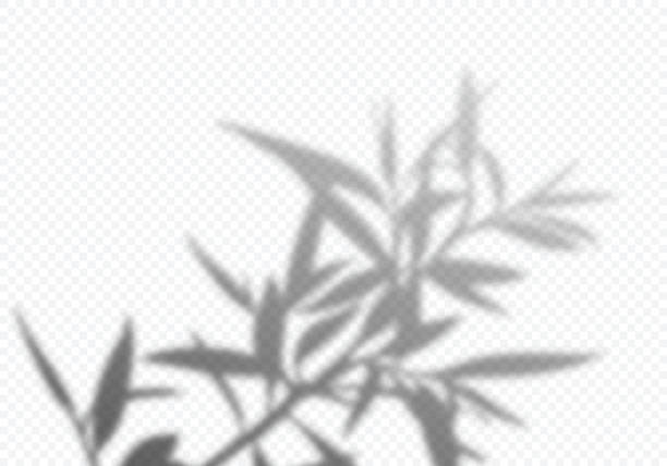 ilustrações de stock, clip art, desenhos animados e ícones de transparent vector shadow of tree leaves. decorative design element for posters and mockups. creative overlay effect - olives