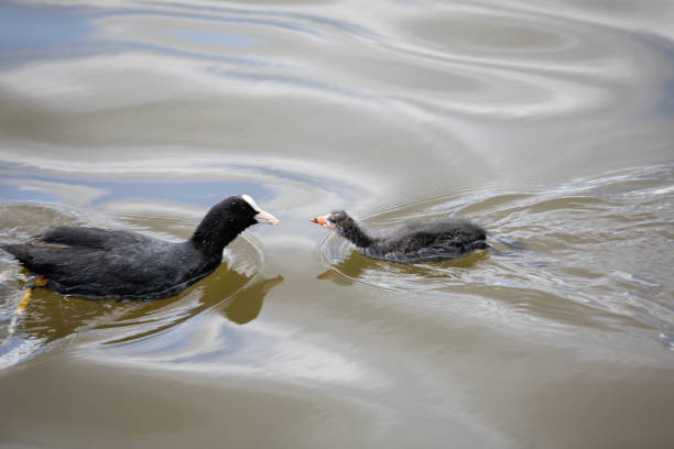 istock Coot family feeding 1284792486
