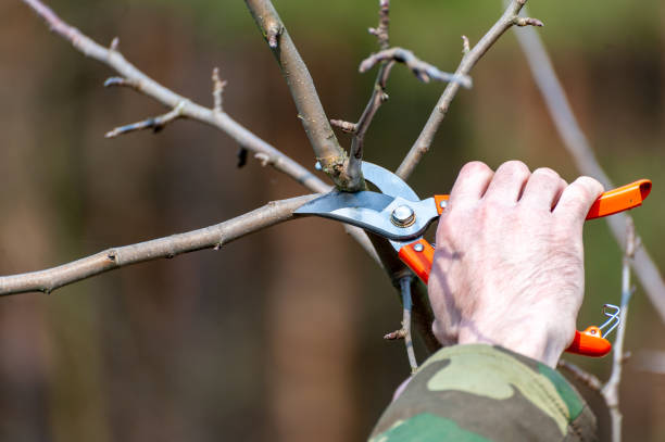 istock The farmer looks after the orchard 1284792531