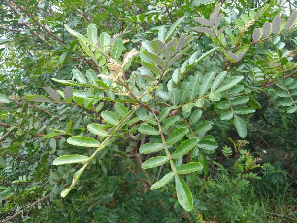 istock Green plant, nature, tree, small leaves 1284793242