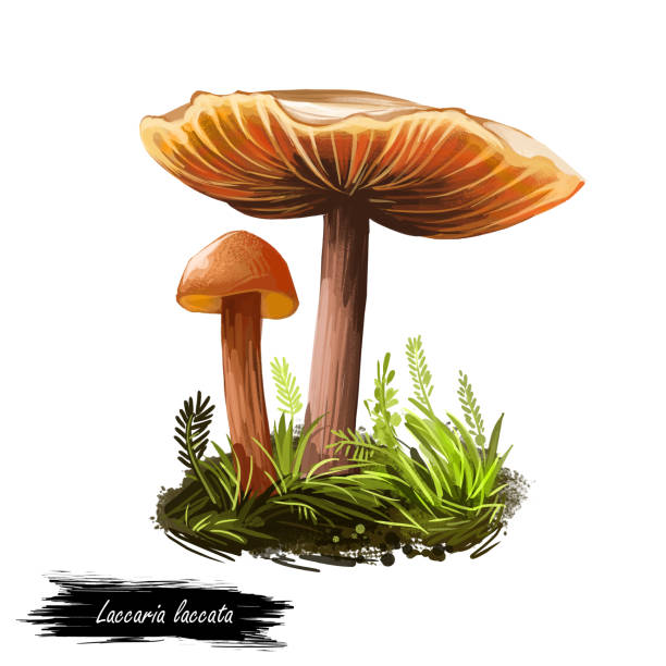 Laccaria laccata deceiver, waxy laccaria, white-spored species of small edible mushroom. Digital art illustration, natural food. Autumn harvest fungi on grass healthy organic meal. Clipart, web print Laccaria laccata deceiver, waxy laccaria, white-spored species of small edible mushroom. Digital art illustration, natural food. Autumn harvest fungi on grass, healthy organic meal. Clipart, web print laccata stock illustrations