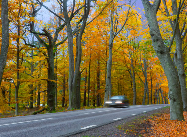 istock Car in blurred motion in forest in autumn 1284794253