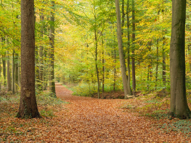 istock autumn time in the german muensterland 1284794523