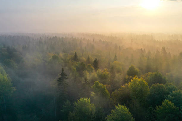 霧の朝の森の上の日の出