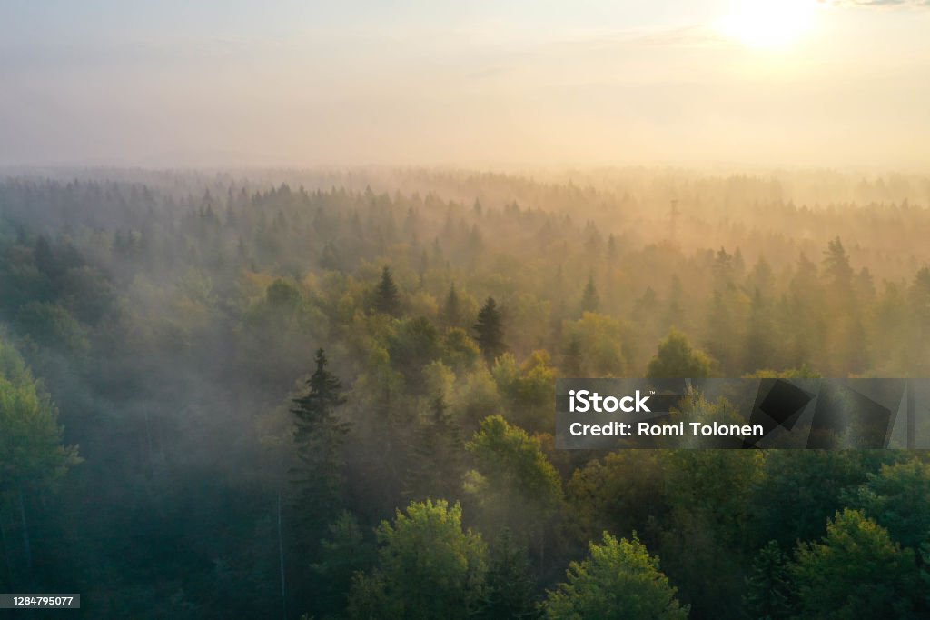 Sunrise above a forest on a foggy morning Beautiful dawn light in Espoo, Finland. Nordic nature. Forest Stock Photo