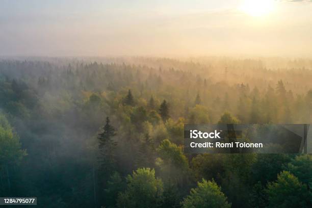 Sunrise Above A Forest On A Foggy Morning Stock Photo - Download Image Now - Forest, Nature, Landscape - Scenery