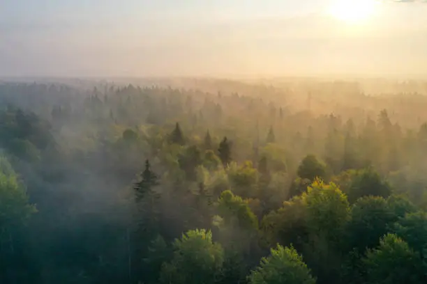 Photo of Sunrise above a forest on a foggy morning