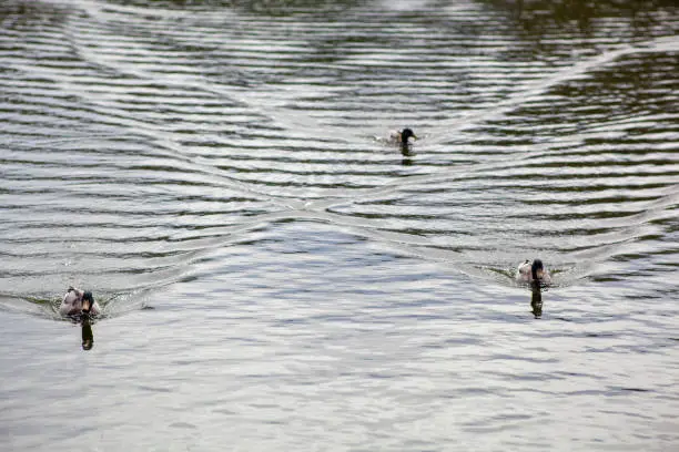 Photo of Ducks with a wake pattern