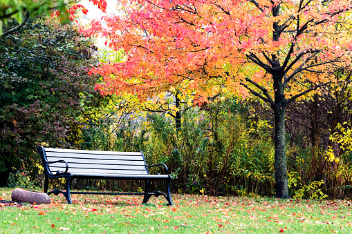 green wooden bench among trees and fallen leaves.