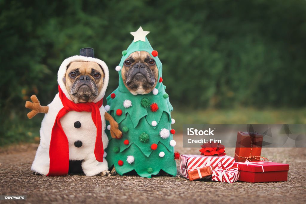 Dogs in Christmas costumes. Two French Bulldogs dresses up as funny Christmas tree and snowman with red gift boxes Christmas Stock Photo
