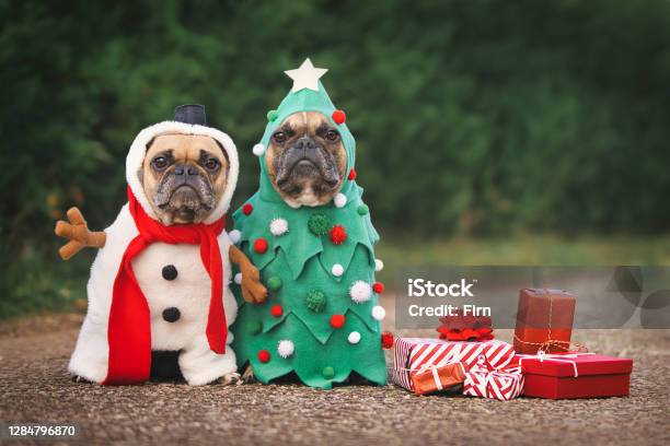 Dogs In Christmas Costumes Two French Bulldogs Dresses Up As Funny Christmas Tree And Snowman With Red Gift Boxes Stock Photo - Download Image Now