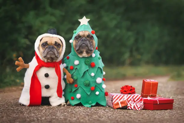 Photo of Dogs in Christmas costumes. Two French Bulldogs dresses up as funny Christmas tree and snowman with red gift boxes