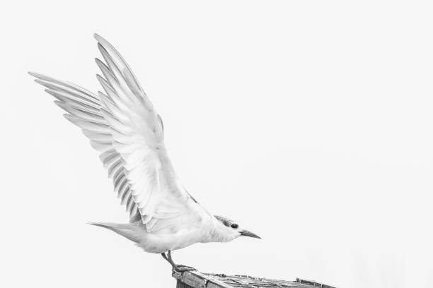 istock A high key pictorial image of a whiskered tern (Chlidonias hybrida) 1284797920