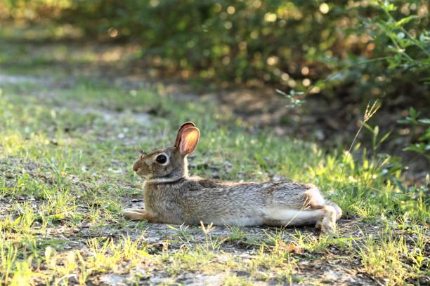 istock Eastern Cottontail rabbit lying on the grass, Texas, USA 1284798276