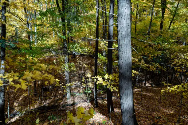 Photo of Autumn forest pathway at Kortright Centre Conservation, Woodbridge, Vaughan, Canada