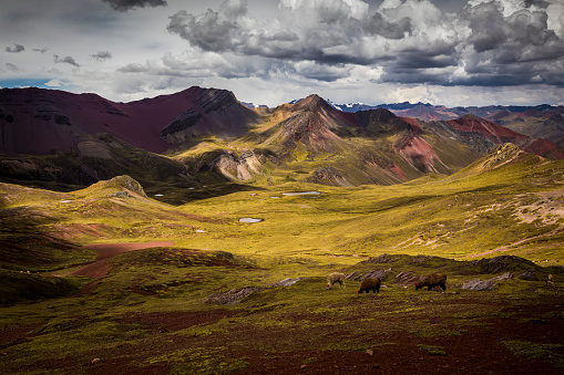 Alpacas in Peruvian Andes.