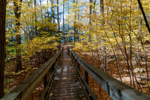 istock Autumn forest pathway at Kortright Centre Conservation, Woodbridge, Vaughan, Canada 1284799135