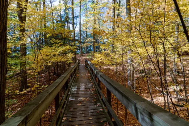 Photo of Autumn forest pathway at Kortright Centre Conservation, Woodbridge, Vaughan, Canada