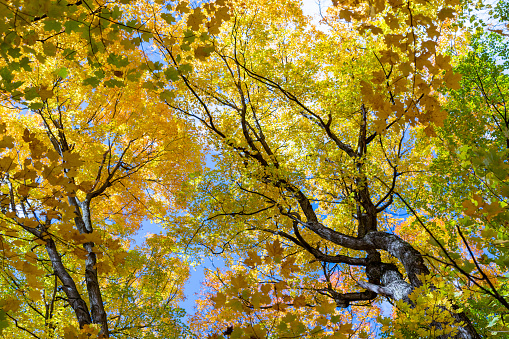 A view from the ground on a tree with yellowed leaves in autumn