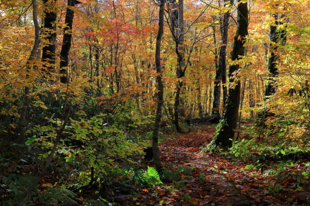 istock Valley of autumn leaves 1284799727