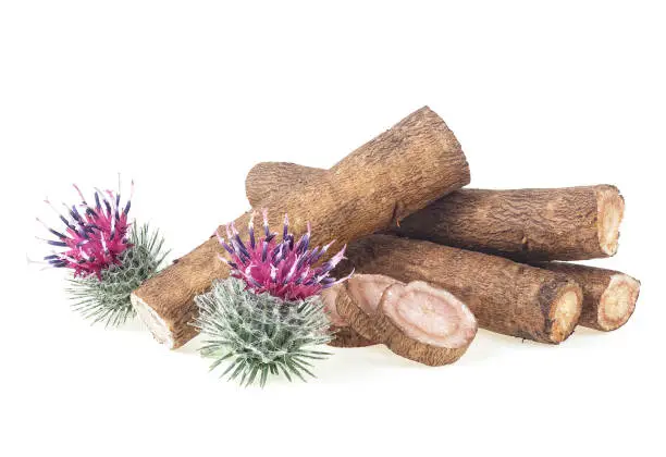 Burdock roots and burdock flowers isolated on a white background. Prickly heads of burdock flowers. Treatment plant.