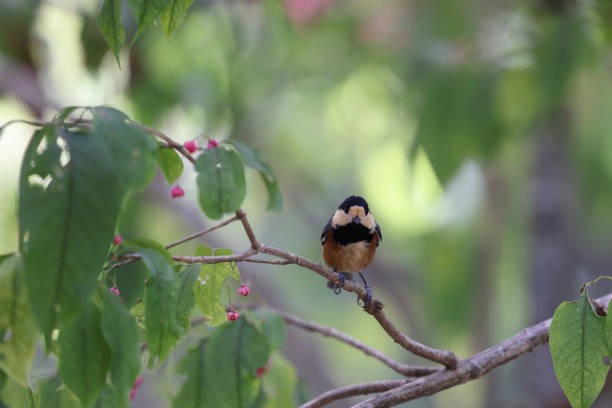 istock a varied tit on a branch of spindle tree 1284800770