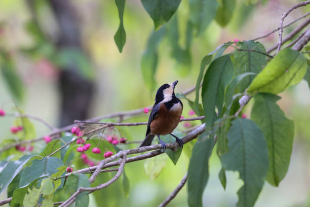 istock a varied tit on a branch of spindle tree 1284800781