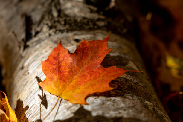 folhas multicoloras em kortright centre conservation no outono, woodbridge, vaughan, canadá - leaf tree maple leaf green - fotografias e filmes do acervo