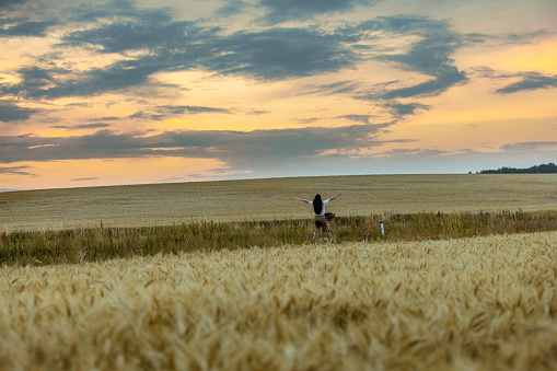 Distant view of a woman with arms outstretched riding a bicycle in a vast wheat field under a moody sky at sunset