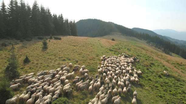 The green hills of Germany with a herd of sheep