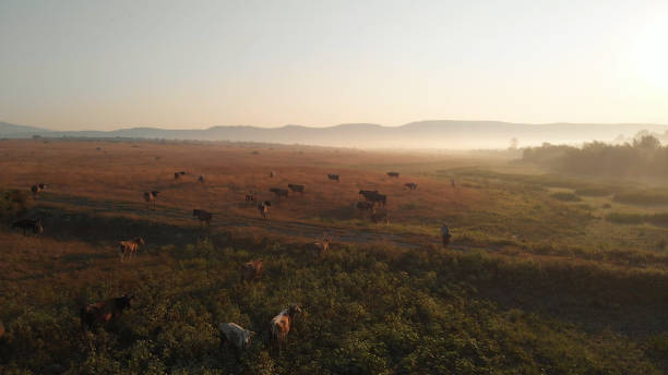 istock Cows are grazing on the sunset. 1284801365