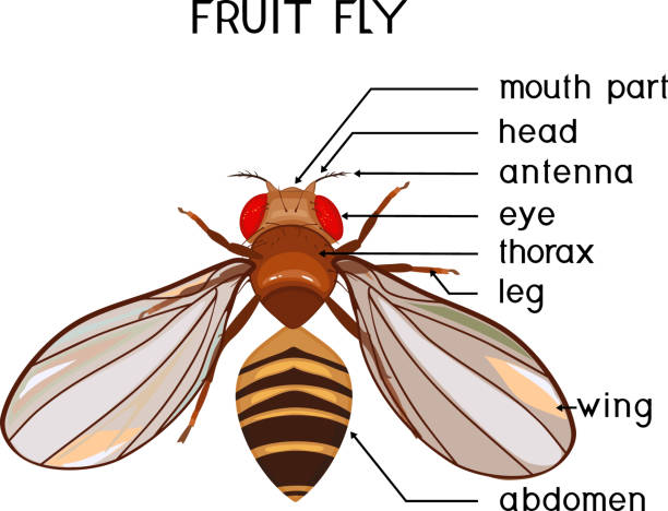 Fruit Fly Illustrations, Royalty-Free Vector Graphics & Clip Art - iStock