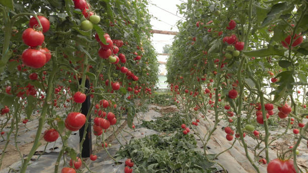 istock Ripe tomatoes ready to pick in a greenhouse. 1284801416