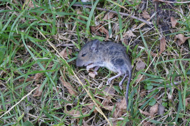 little dead mouse lying in the grass after the cat killed him - dead animal mouse dead body death imagens e fotografias de stock