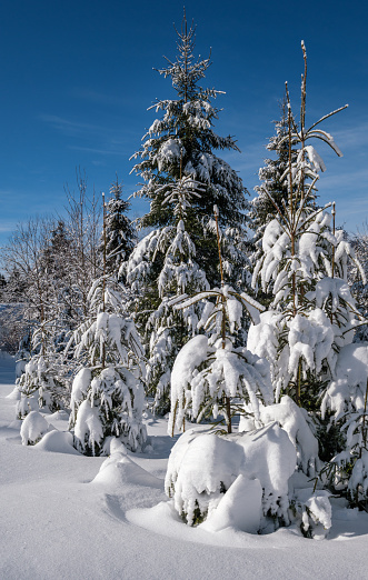 Alpine mountain snowy winter fir forest with snowdrifts,