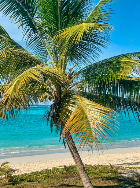 istock A palm tree in front of the beach 1284804023