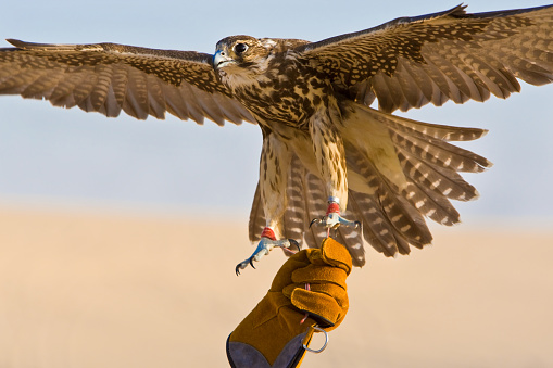 Falconer wearing falconry glove holding his falcon bird in a middle east desert location