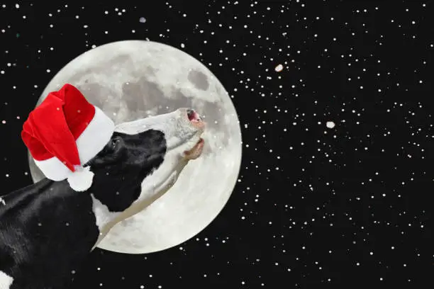 Funny cow in Christmas Santa hat on the background of large bright moon. A black and white cow moans at the moon. Farm animals.
