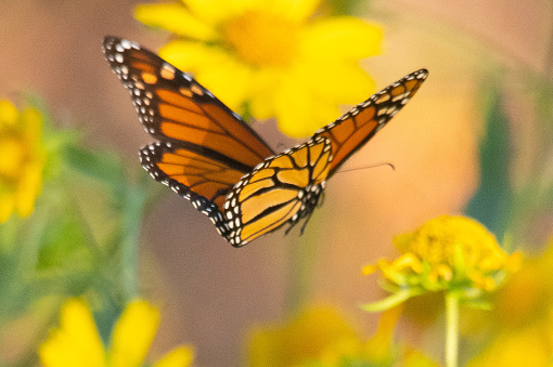 Monarch butterfly in Oklahoma during migration