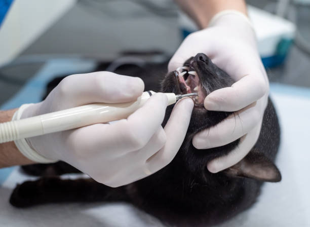 teeth cleaning of the cat in a veterinary clinic stock photo